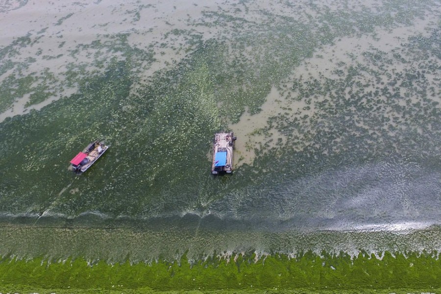 山东日照海岸遭浒苔侵袭 沙滩变草原