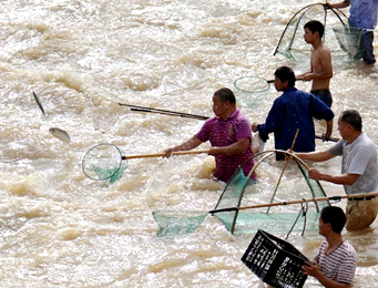 暴雨后市民蜂拥下河抓鱼 挖掘机蚊帐上阵