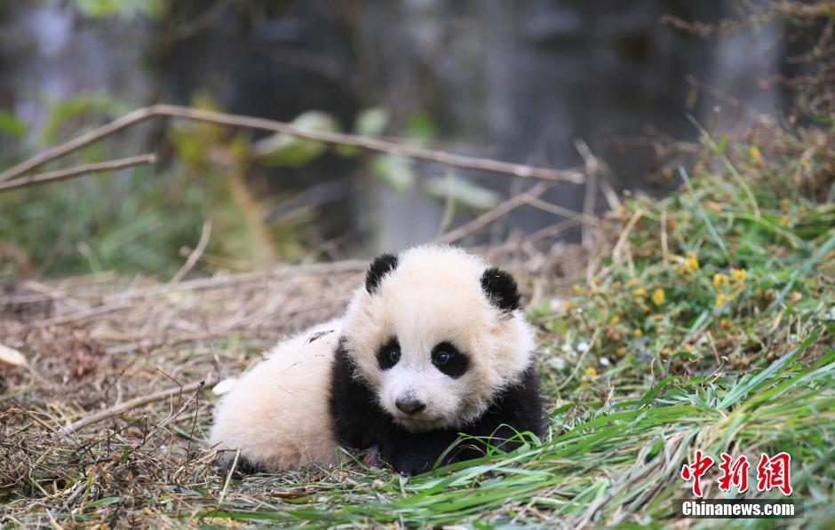 直击中国大熊猫野化训练