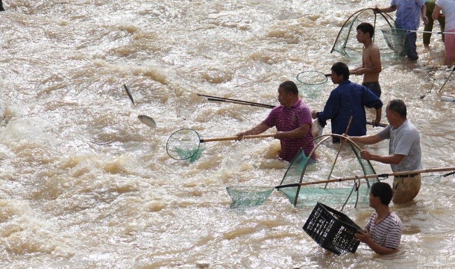 暴雨后市民蜂拥下河抓鱼|暴雨|抓鱼-天下图库