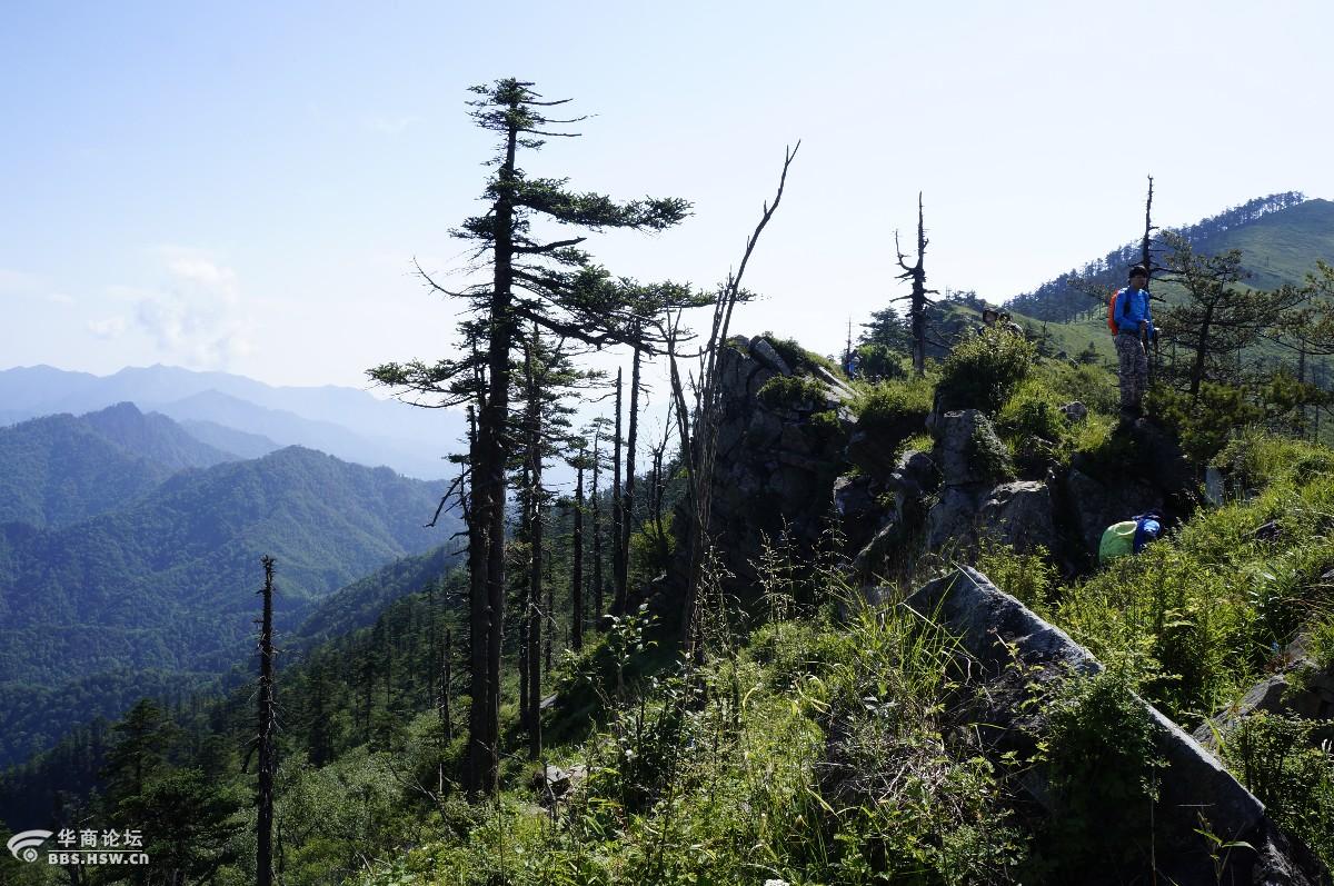 行走在壮美天华山秦岭梁顶赏这个季节美丽高山草甸无限风光