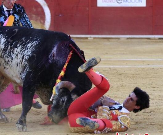 西班牙 斗牛士被 公牛 刺死 |西班牙斗牛士|公牛-天