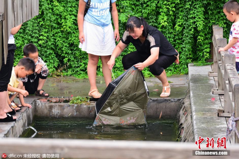 郑州荷花池观赏金鱼遭捕捞 雨伞变“捕鱼神器”