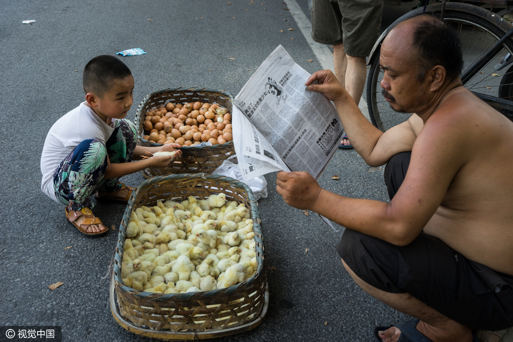 无锡马路温度高达50℃ 商贩露天孵小鸡