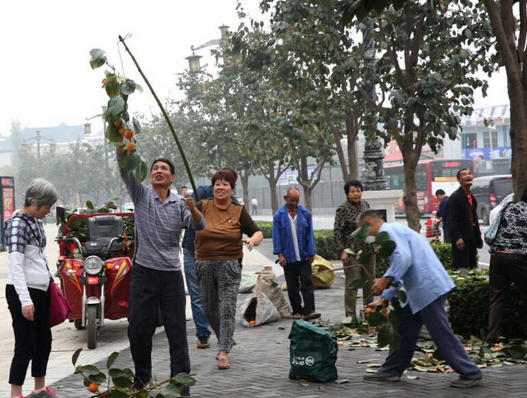 曲江芙蓉南路柿子熟了 集中采摘市民可免费领取