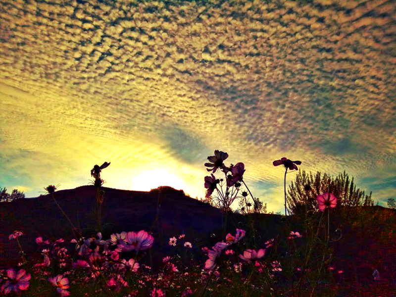 陕西新闻_华商新闻