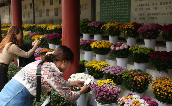 大唐芙蓉园首届菊花文化节开幕 持续至11月13日