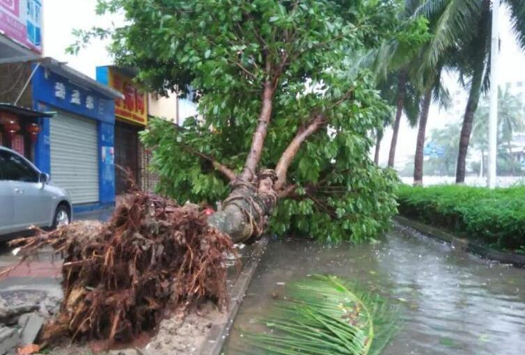 台风致积水严重大树连根吹倒