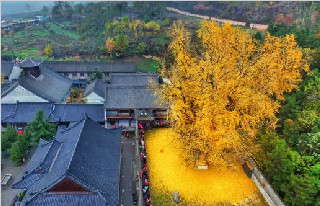 观音禅寺义工招募！在最美银杏树下做一天义工