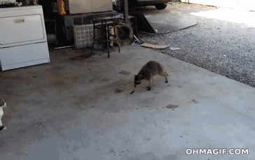 t01cbbdd5bda21f765e.gif
