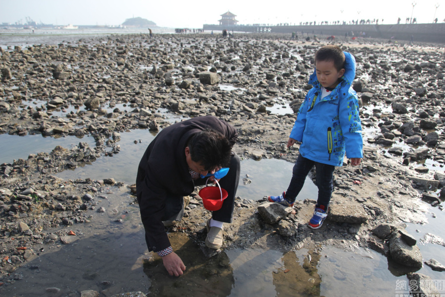 青岛栈桥旁赶海成一景 市民游客忙捉海产品|游