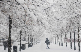 美哭！瑞典迎暴雪变童话世界