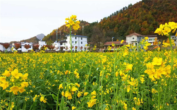 留坝油菜花寒冬绽放 国庆节后陆续开放持续到现在