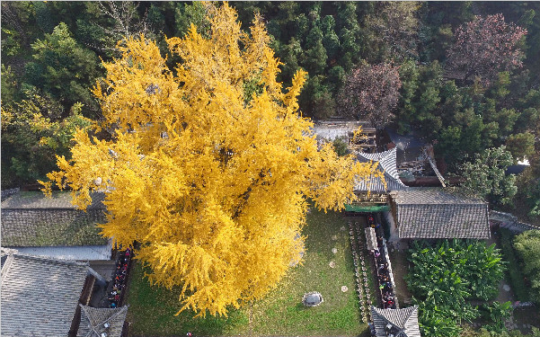 古观音禅寺的千年银杏树黄咧!周末涌来大批游客