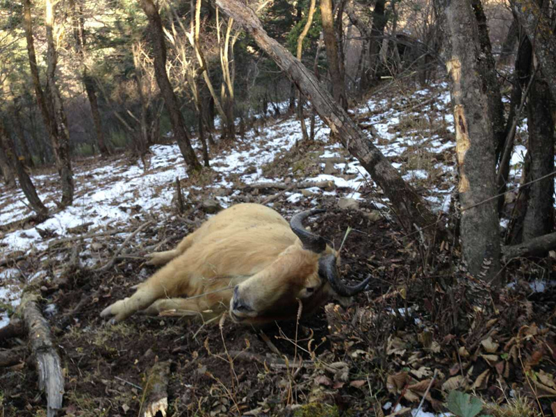 羚牛秦岭被捕杀驴友拍照报警 森林公安已调查