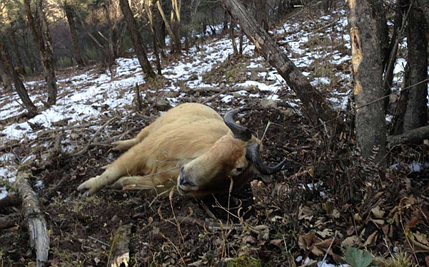 羚牛秦岭被捕杀或为卖肉 警方称下套的或是周边村民