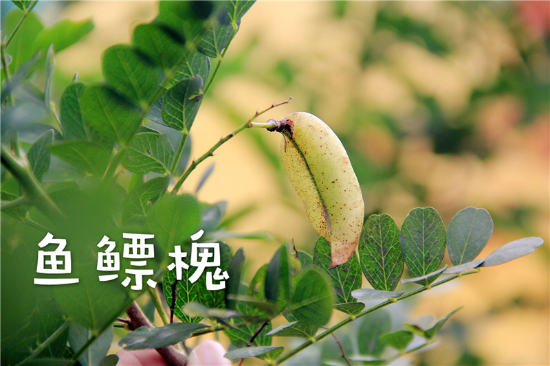QQ图片20161114133338.jpg