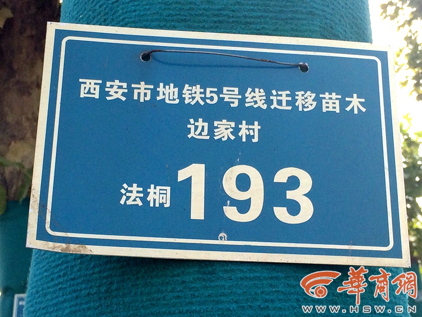 边家村193号大树.jpg