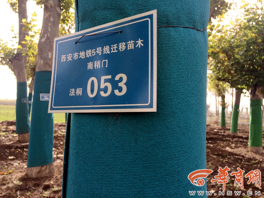 南稍门53号大树.jpg