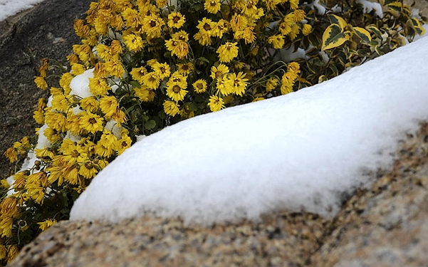 西安大雪后新植物园 美如画卷