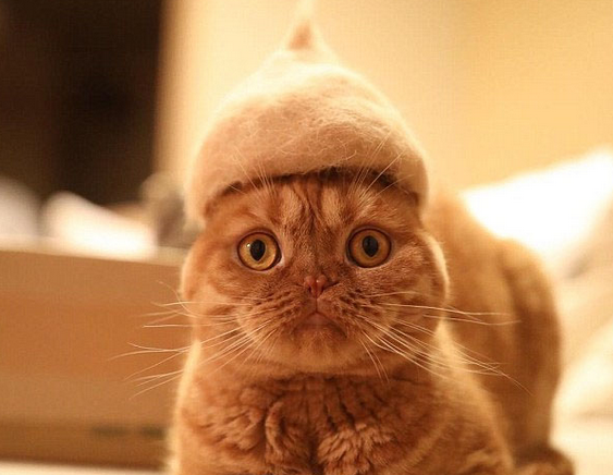 日本摄影师拍萌猫带猫毛帽照片走红网络|猫咪