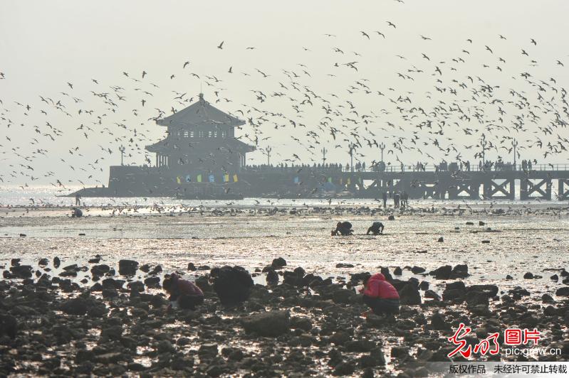 青岛栈桥进入最佳观鸟期 万鸥齐飞遮天蔽日
