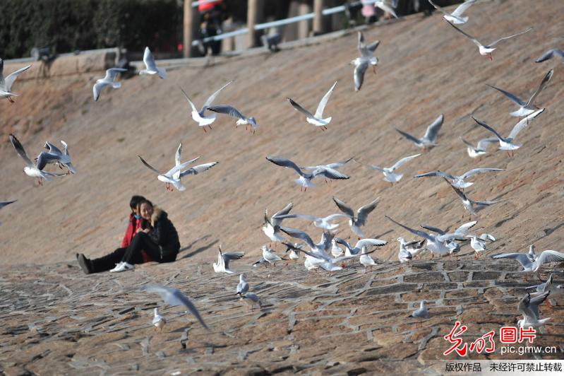 青岛栈桥进入最佳观鸟期 万鸥齐飞遮天蔽日|青