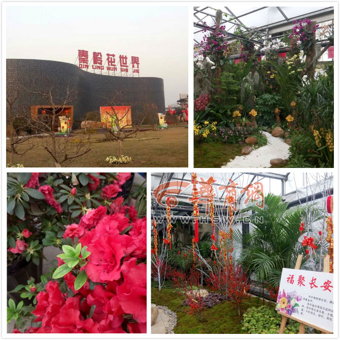 地点七:秦岭花世界