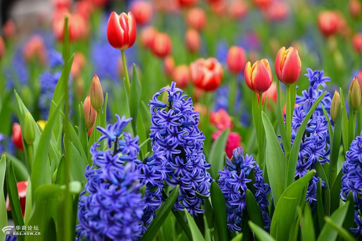 秦岭花世界娇艳春满园