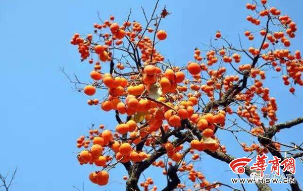富平县大力发展柿子文化旅游产业 打响乡村旅