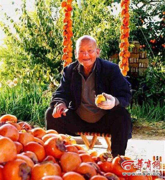 富平县大力发展柿子文化旅游产业 打响乡村旅