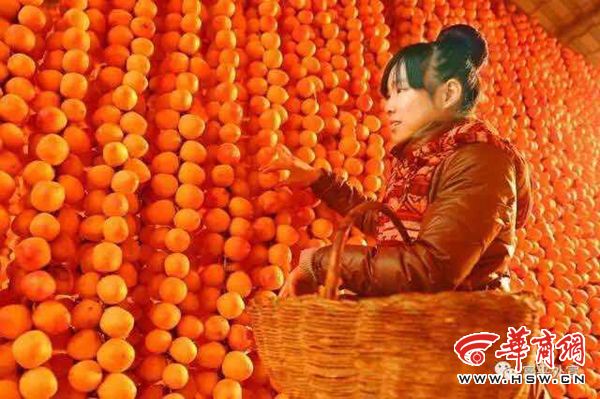 富平县大力发展柿子文化旅游产业 打响乡村旅