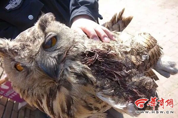 接警后,民警迅速赶至现场查看情况,发现是只受伤的猫头鹰,根据其身上血迹发现猫头鹰左侧翅膀处受伤。民警查看时,猫头鹰微动着翅膀,受伤处还一直在流血,随后民警将猫头鹰带回派出所放在纸箱中妥善保护,并及时向神木野生动物保护站寻求帮助。