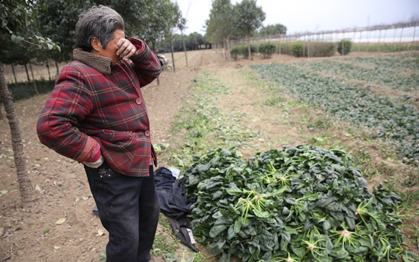 周至菠菜售价下跌 100公斤菠菜才卖26元菜农哭了