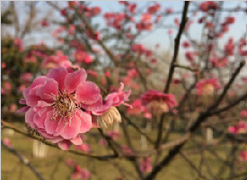 西安春来早 大明宫附近花红柳绿花树陆续盛开