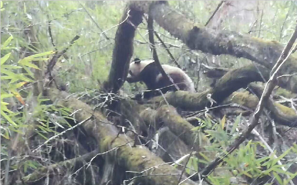 游客黄柏塬景区偶遇大熊猫 看到人后不慌不忙进山林
