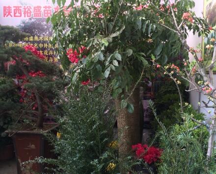 周至不只有猕猴桃 全县苗木花卉种植面积逾13万亩