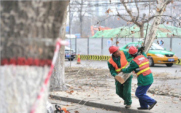 西安幸福林带周边梧桐树开始"搬家" 3年后迁回