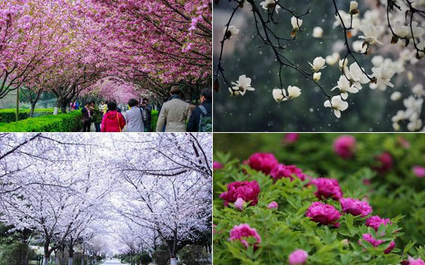 陕西高校赏花哪家强? 快来晒图送母校上“赏花榜”