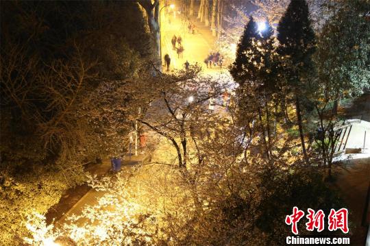 武汉大学夜樱浪漫如诗画游人错峰邂逅樱花雨