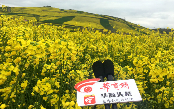 华商网带你赏花：汉中最美油菜花海 6条赏花线路等你来