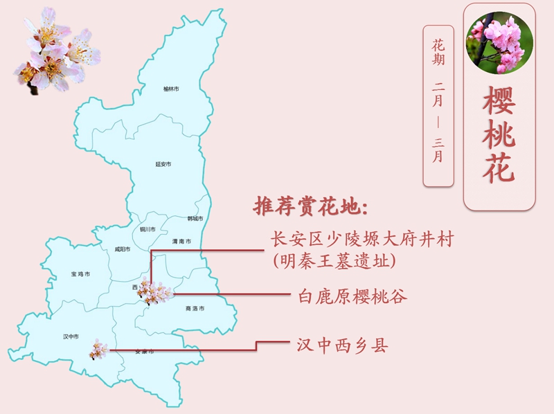 樱桃花.jpg