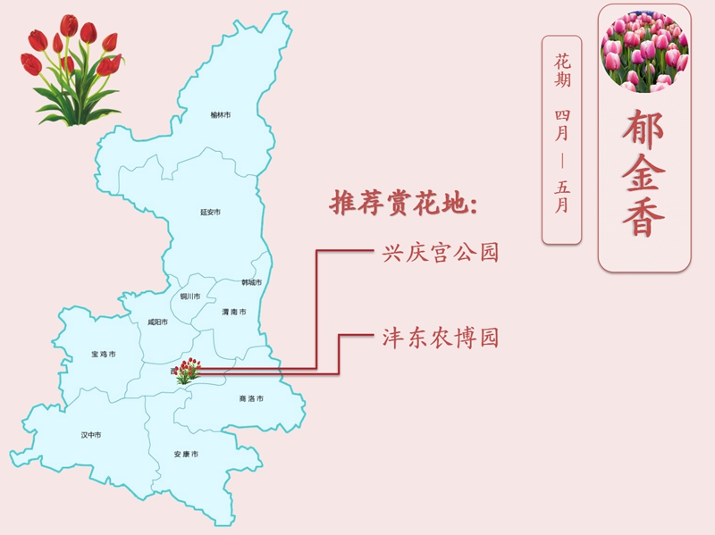 郁金香.jpg