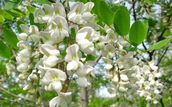 咸阳永寿槐花.jpg