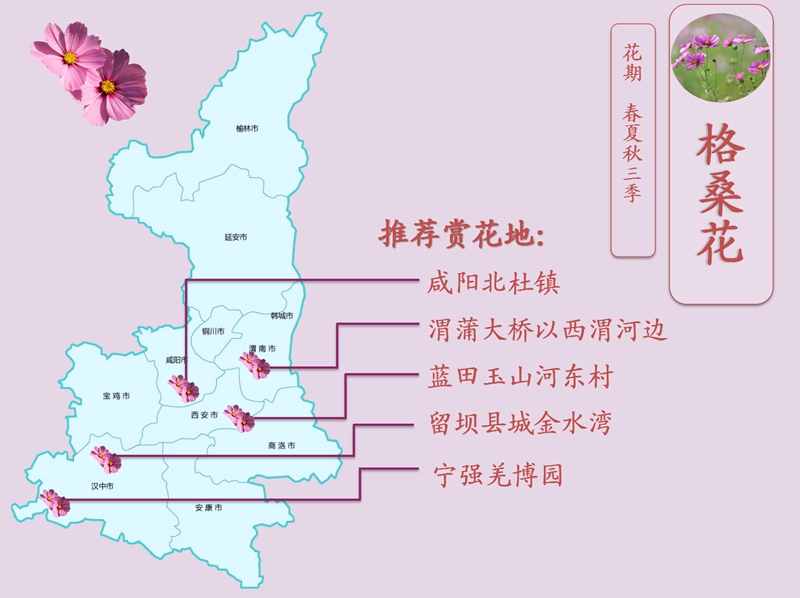 格桑花.jpg