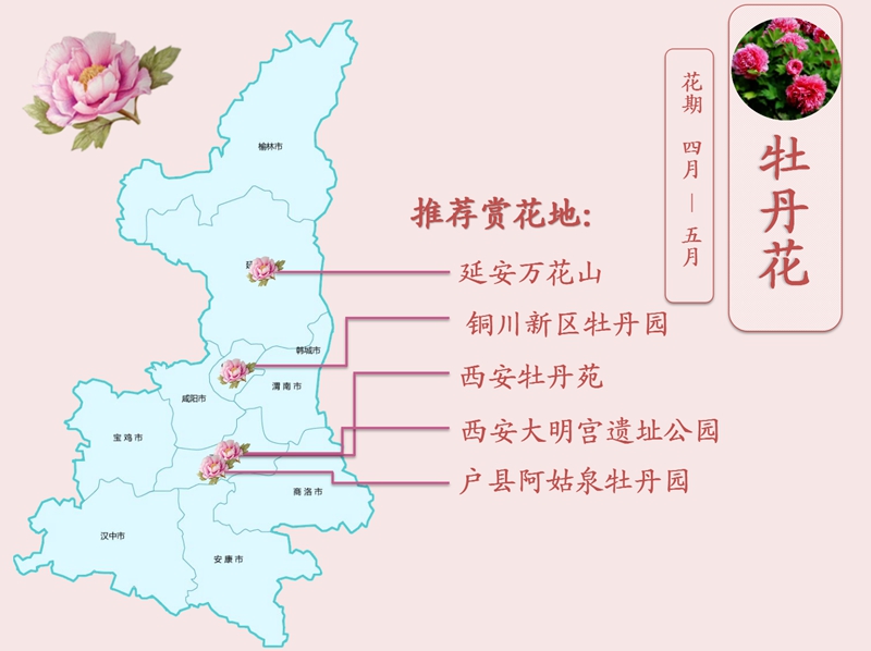 牡丹花.jpg