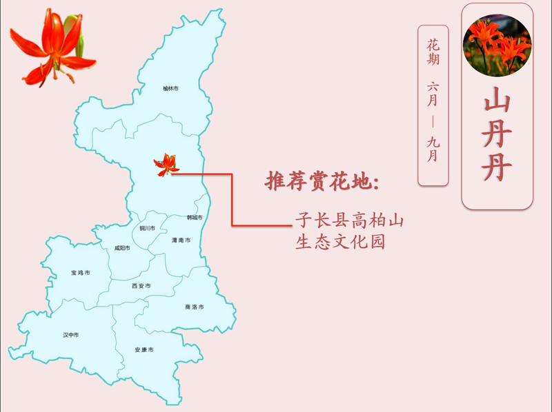 山丹丹.jpg