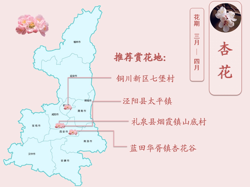杏花.jpg