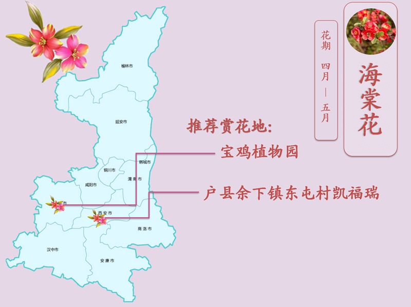 海棠花.jpg