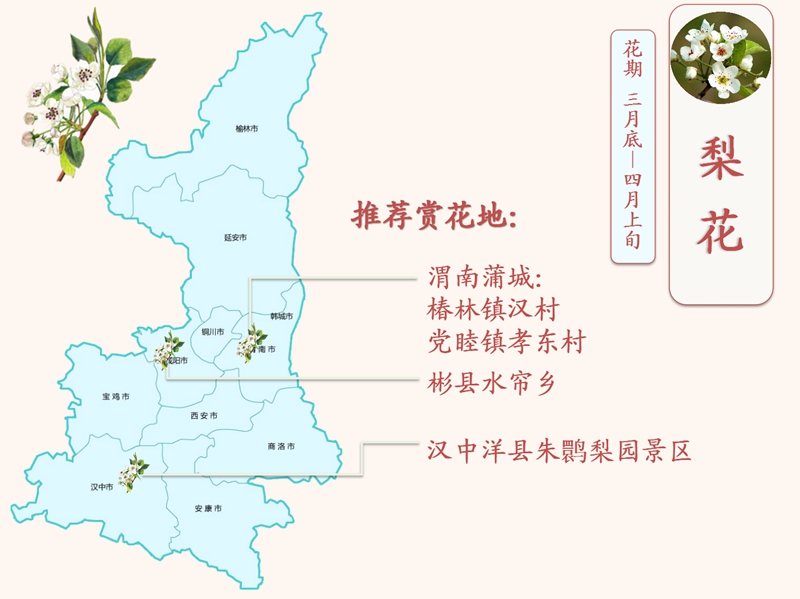 梨花.jpg